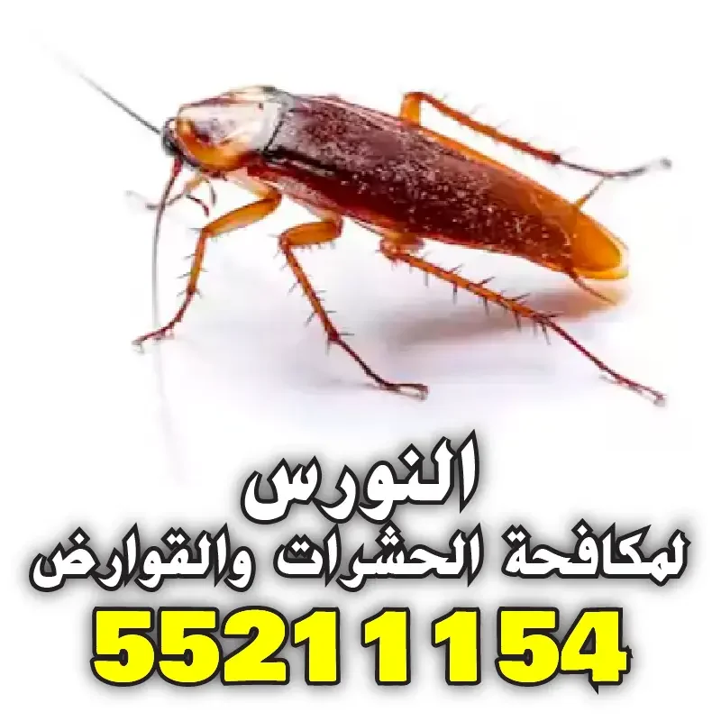 صرصور أمريكي كبير يقف علي قوائمه علي خلفية بيضاء اللون - أفضل مكافحة صراصير في الكويت